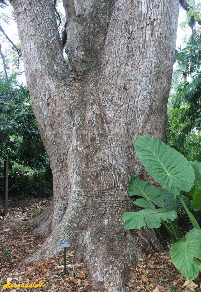 Stem image, , Harry P Leu, United States, 2016-11-15, Cinnamomum camphora - Camphor laurel