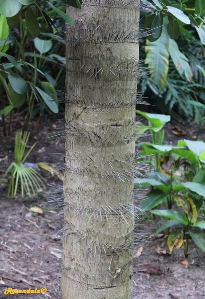 Stem image, , Orlando, United States, 2016-11-15, - Unknown species- - - Unknown -