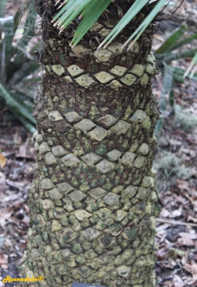 Stem image, , Harry P Leu, United States, 2016-11-15, Cycas pectinata - Bangladesh cycad