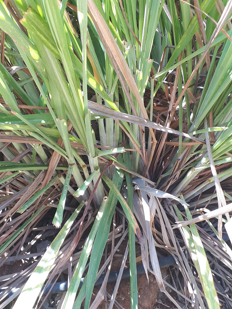 Stem image, Test Name, Tel Aviv-Yafo, Israel, 2018-08-17, Cymbopogon citratus - Lemon grass