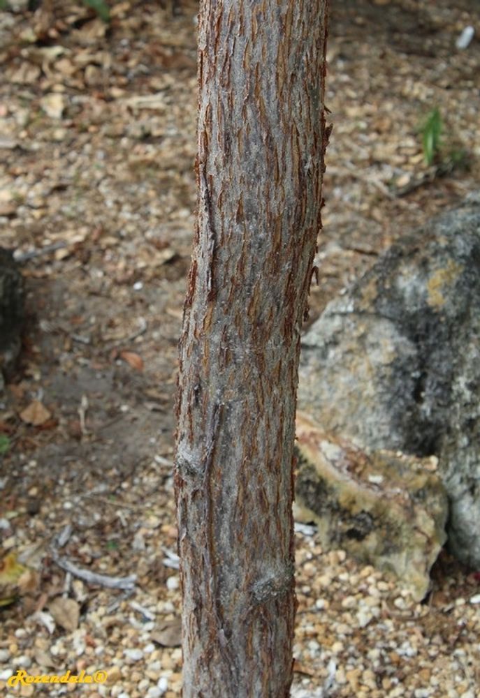 Stem image, , Harry P Leu, United States, 2016-11-15, Delonix decaryi - Fengoki