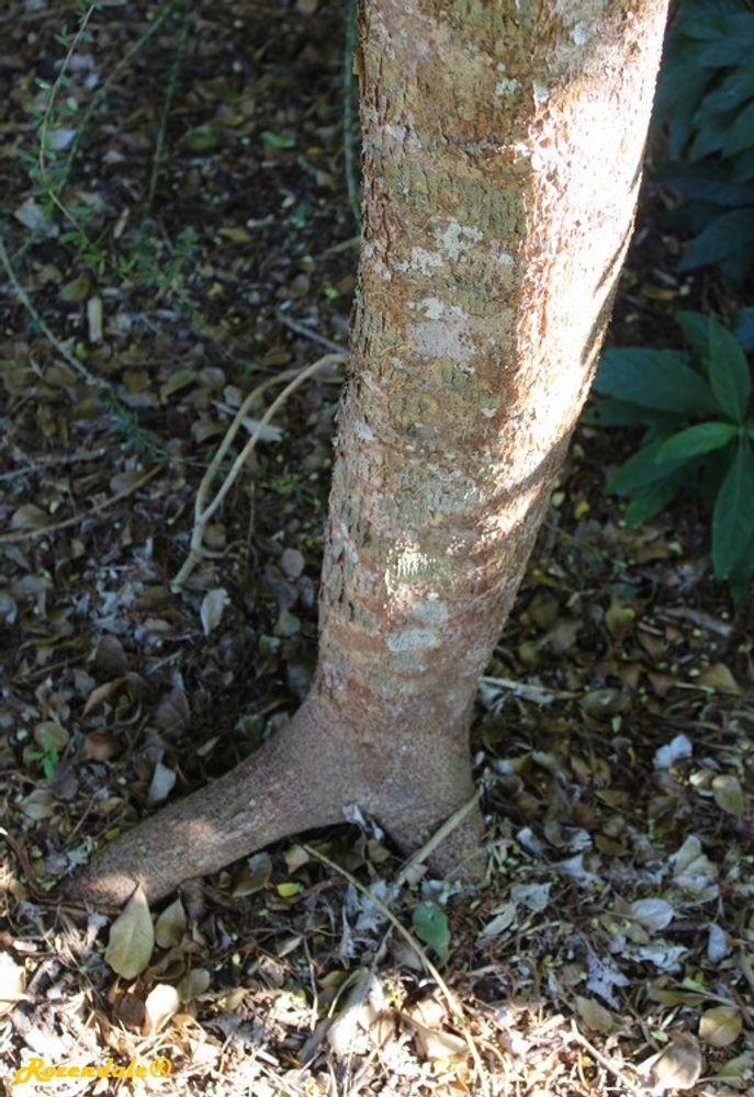 Stem image, , Coral Gables, United States, 2016-11-20, Delonix velutina - Velutina poinciana