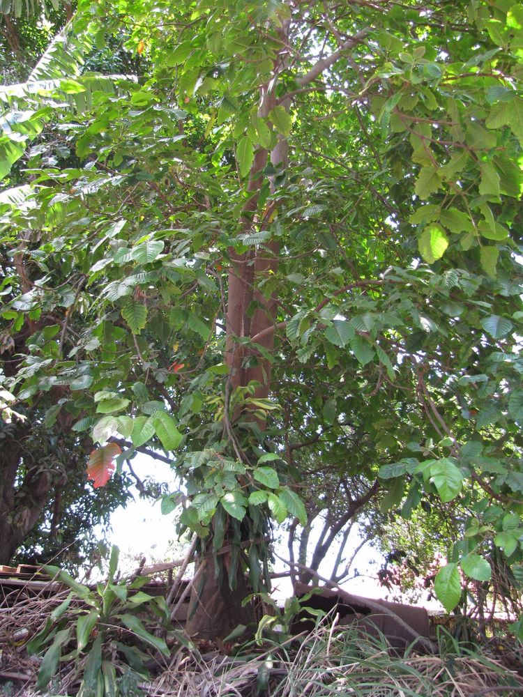 Stem image, Maarten Rozendale, Pahala, HI, USA, Israel, 2012-07-16, Diospyros blancoi - Mabolo