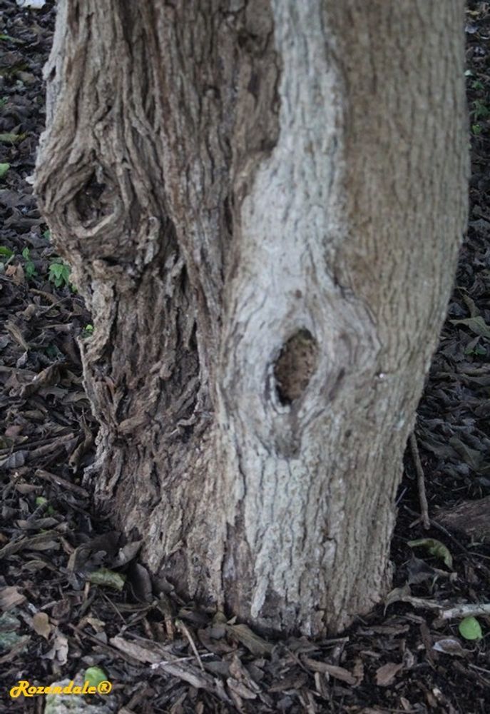 Stem image, , Coral Gables, United States, 2016-11-20, Ehretia anacua - Sandpaper tree