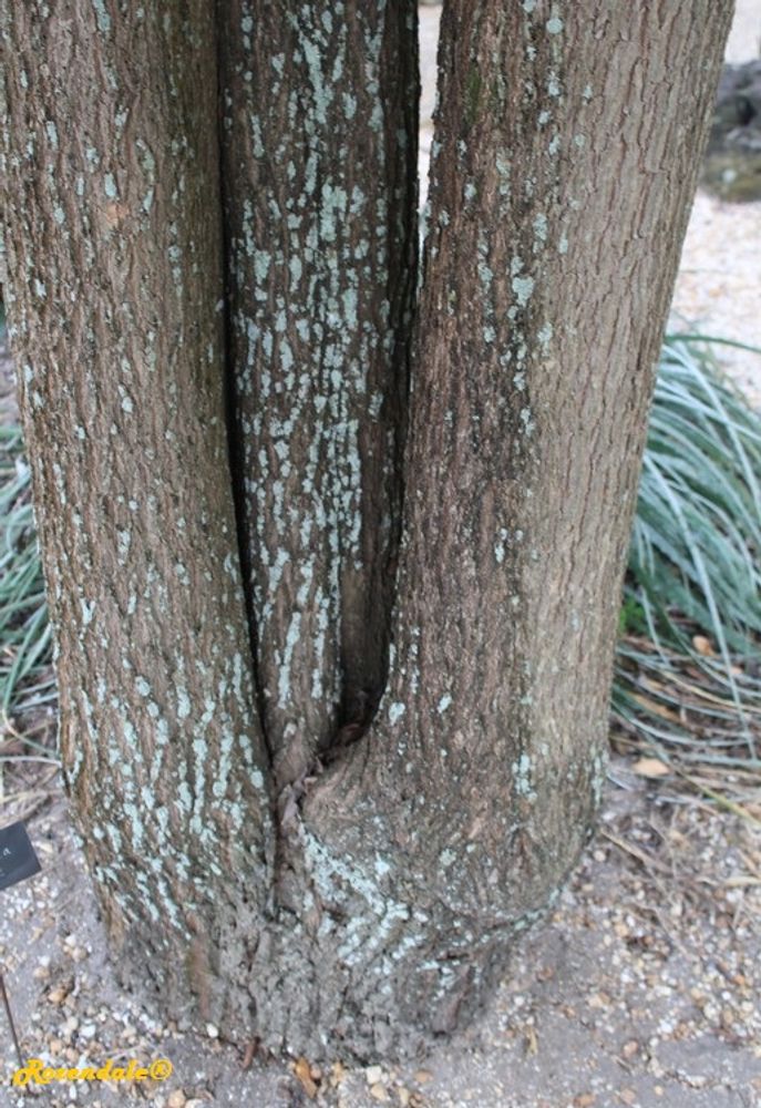 Stem image, , Harry P Leu, United States, 2016-11-15, Ehretia anacua - Sandpaper tree