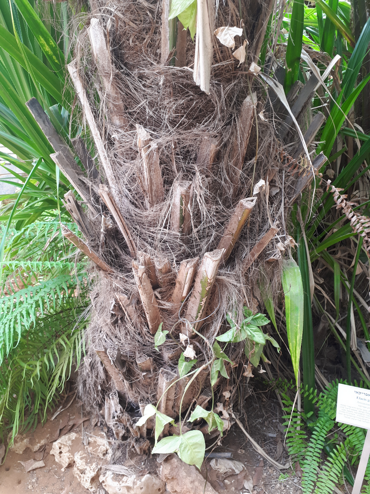 Stem image, , , , 2018-09-22, Elaeis guineensis - Oil Palm