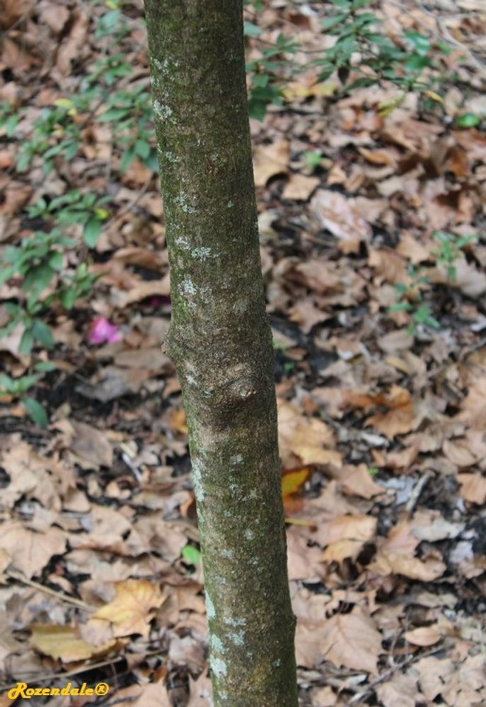 Stem image, , Harry P Leu, United States, 2016-11-15, Elaeocarpus decipiens - Asian blueberry tree