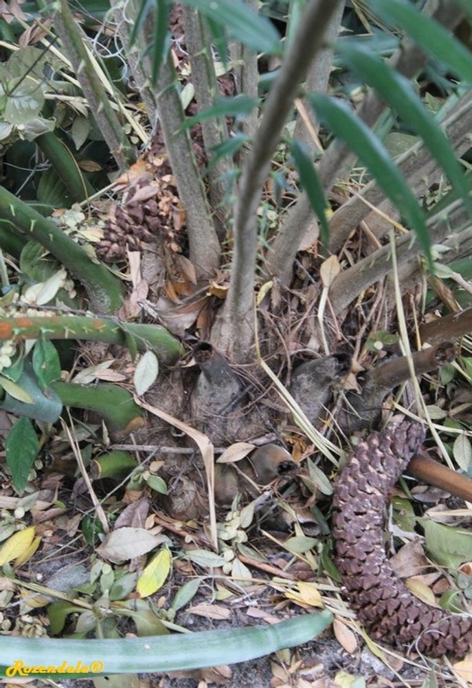 Stem image, , Harry P Leu, United States, 2016-11-15, Encephalartos gratus - Bread tree