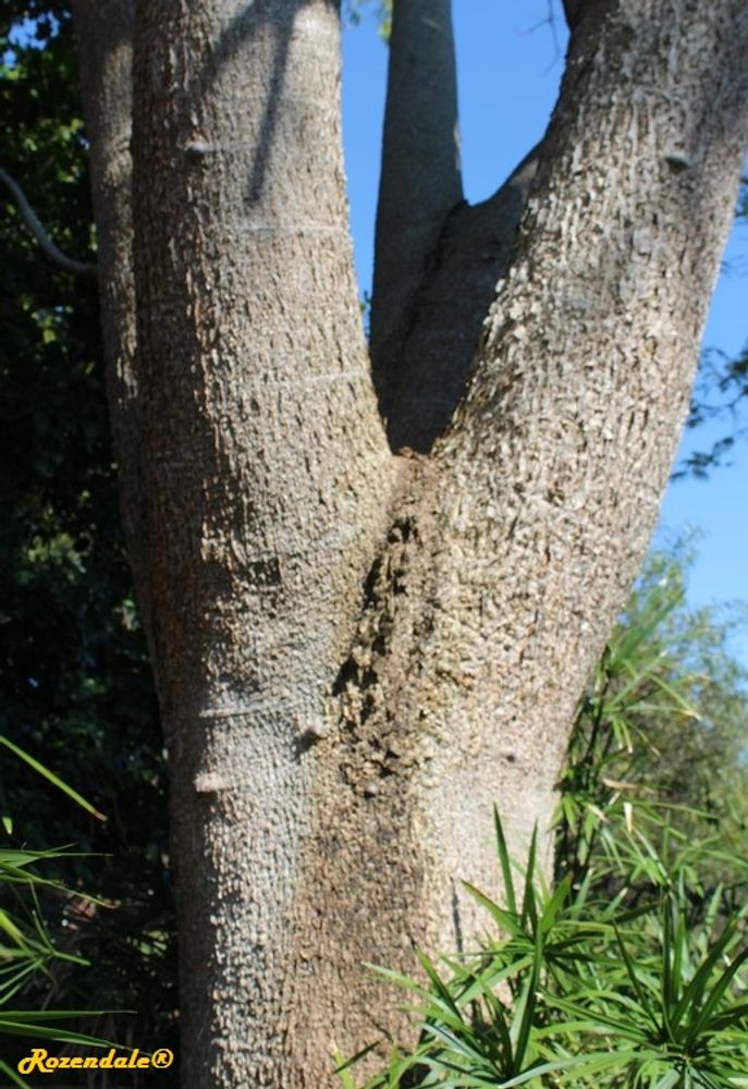 Stem image, , Coral Gables, United States, 2016-11-20, Enterolobium cyclocarpum - Ear pod tree