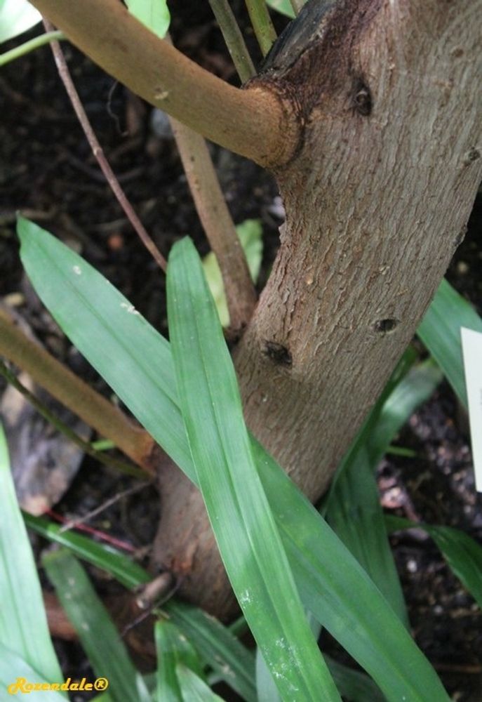 Stem image, , Horticus Leiden, Netherlands, 2017-08-17, Ficus caulocarpa - Philippine ficus