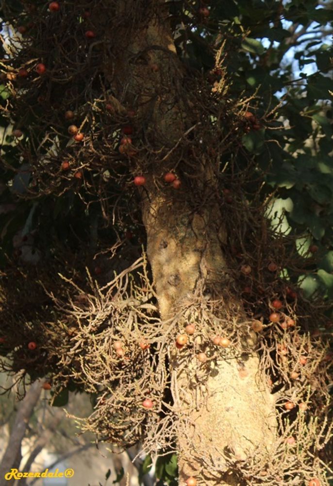 Stem image, , Tel Aviv-Yafo, Israel, 2016-08-08, Ficus sycomorus - Wild fig
