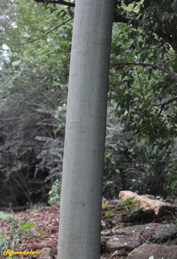 Stem image, , Fort Worth, United States, 2016-11-09, Firmiama simplex - Chinese Parasol Tree