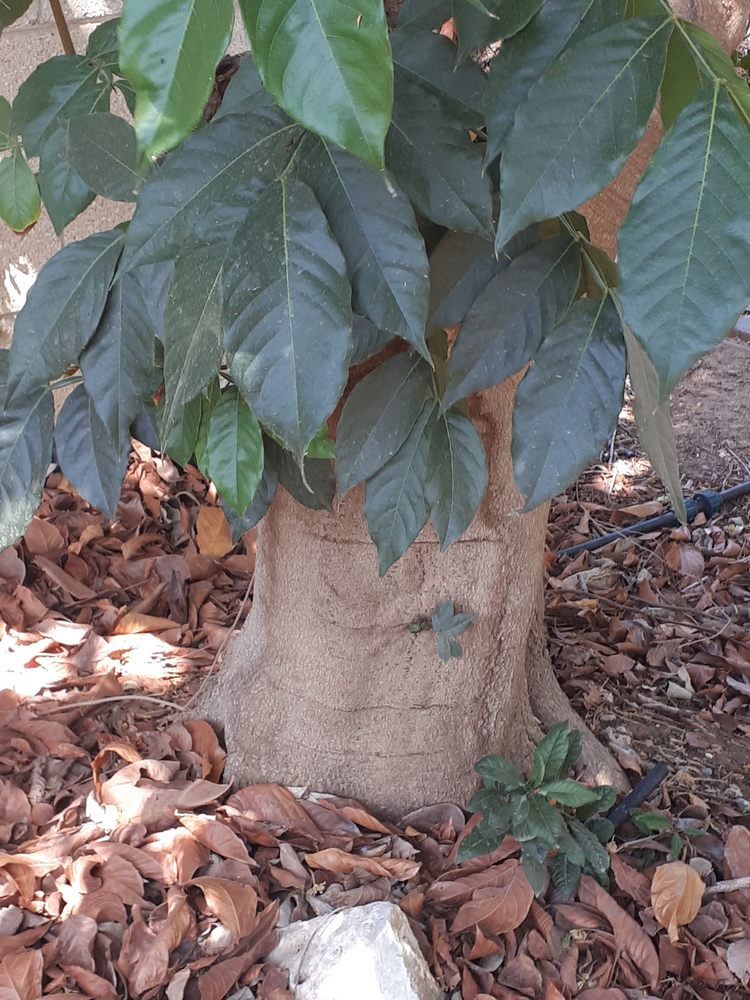 Stem image, Maarten Rozendale, Tel Aviv-Yafo, Israel, 2018-09-21, Inga edulis - Ice-cream bean tree