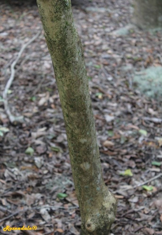 Stem image, , Harry P Leu, United States, 2016-11-15, Lagerstroemia speciosa - Arjuna tree