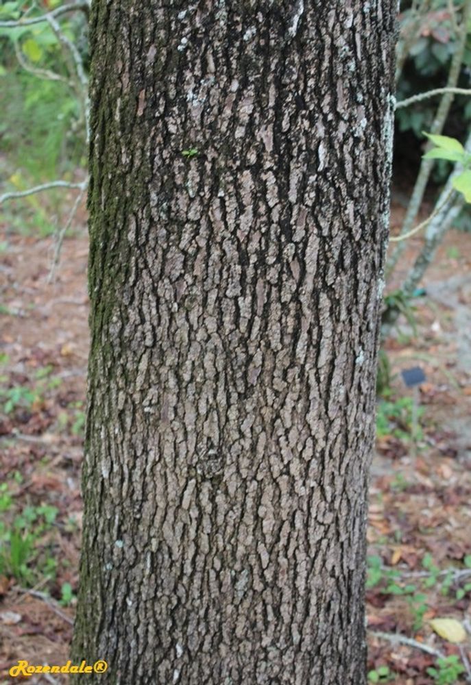 Stem image, , Harry P Leu, United States, 2016-11-15, Liquidambar styraciflua - American sweetgum