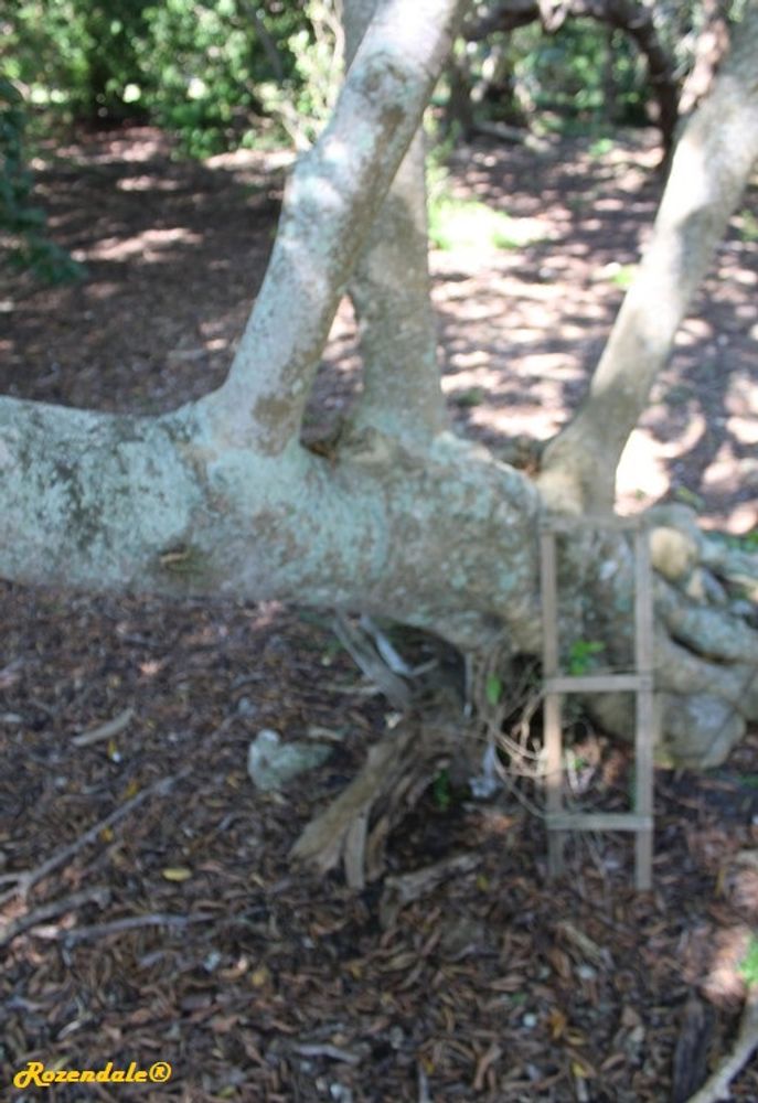 Stem image, , Coral Gables, United States, 2016-11-20, Lonchocarpus domingensis - Lancepod