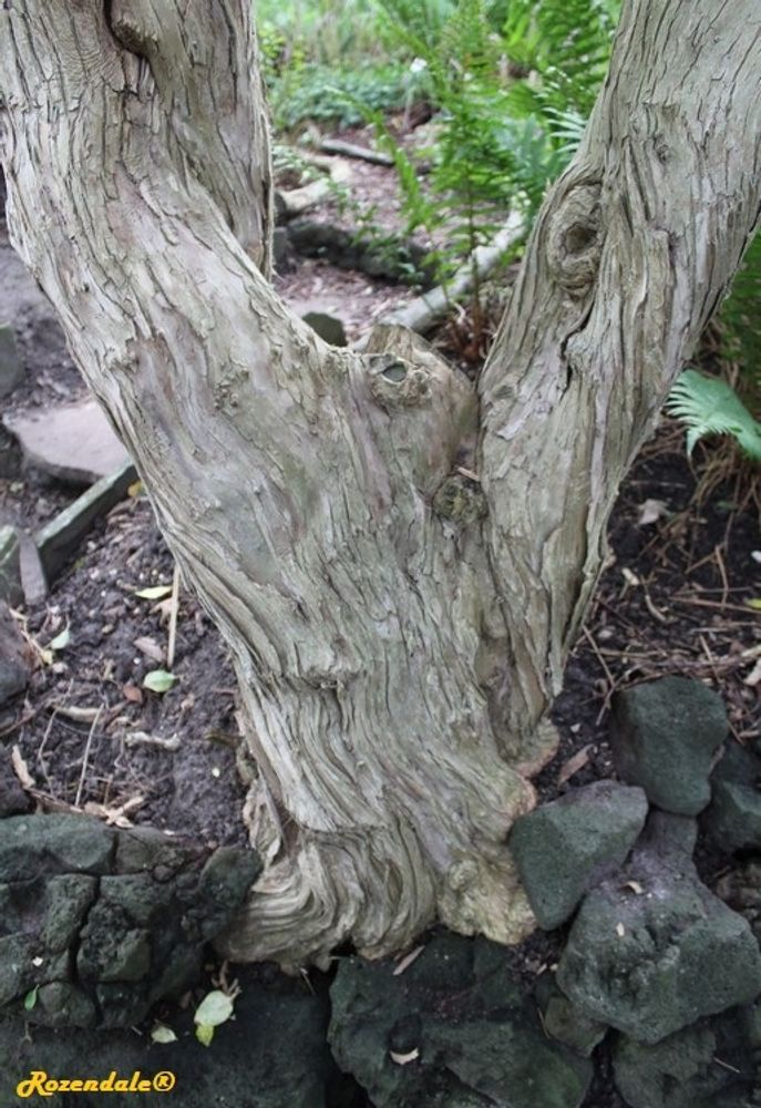 Stem image, , Horticus Leiden, Netherlands, 2017-08-17, Lonicera maackii - Amur honeysuckle