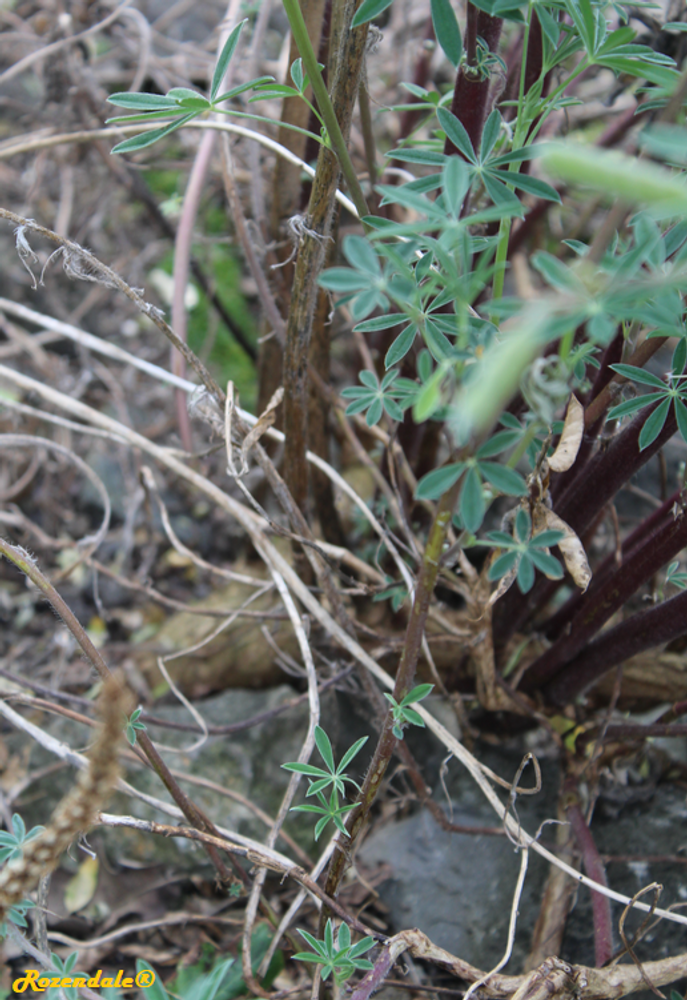 Stem image, , Utrecht, Netherlands, 2018-07-29, Lupinus rivularis - Riverbank lupinus