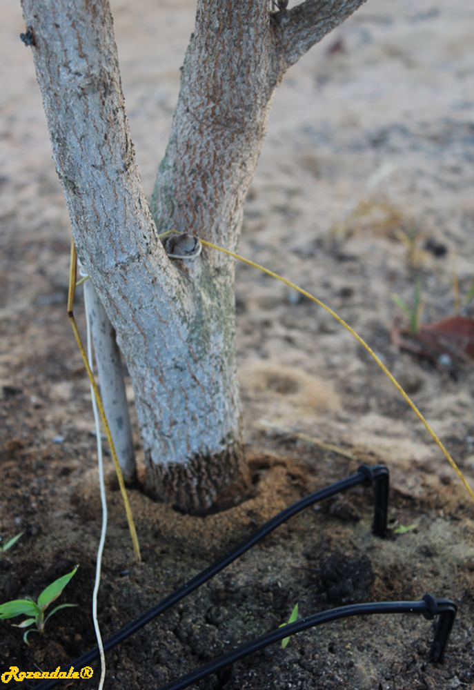 Stem image, , Be'er Milka, Israel, Israel, 2017-09-30, Macadamia integrifolia - Smooth macadamia