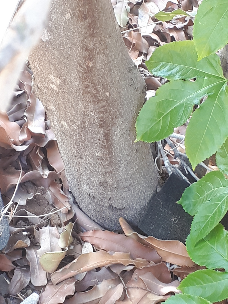 Stem image, , , , 2018-09-22, Macadamia tetraphylla - Rough macadamia