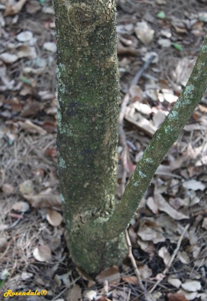 Stem image, , Harry P Leu, United States, 2016-11-15, Magnolia henryi - Largeleaf magnolia