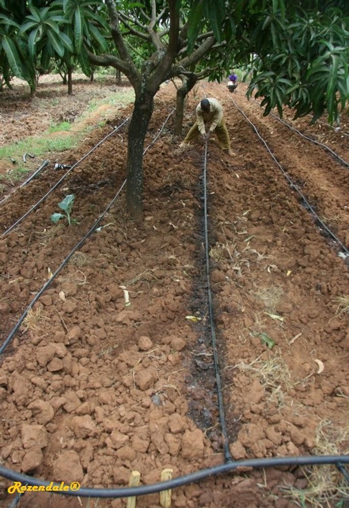 Stem image, , Mbumbuni, Kenya, 2013-05-26, Mangifera indica - Mango tree