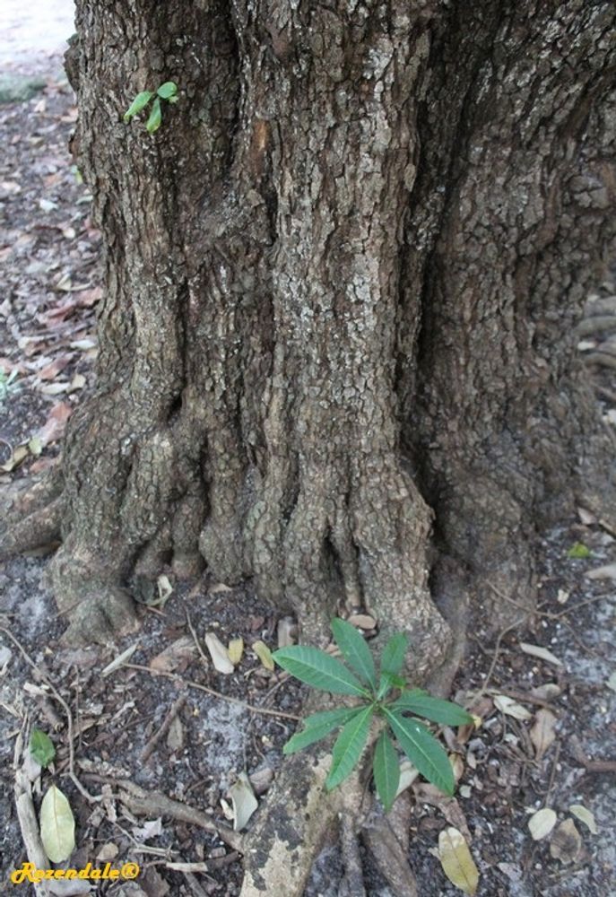 Stem image, , Coral Gables, United States, 2016-11-20, Mascarenhasia arborescens - Common mascarenhasia