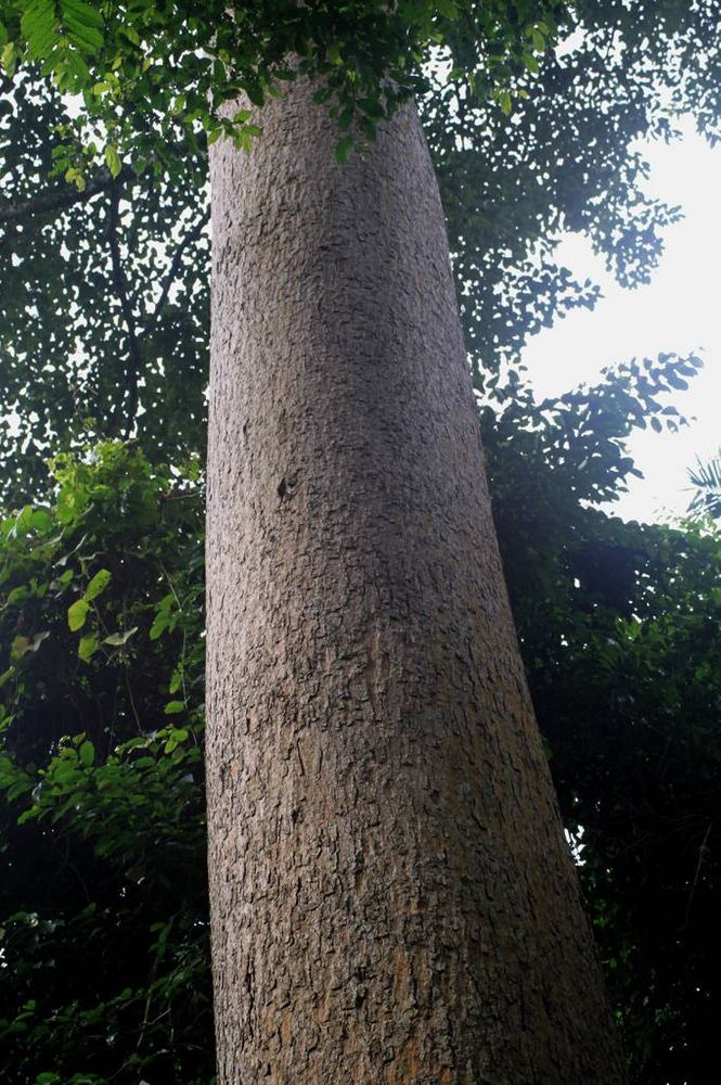 Stem image, Maarten Rozendale, Congo-Kinshasa, Democratic Republic of the Congo, 2019-11-13, Milicia excelsa - Iroko