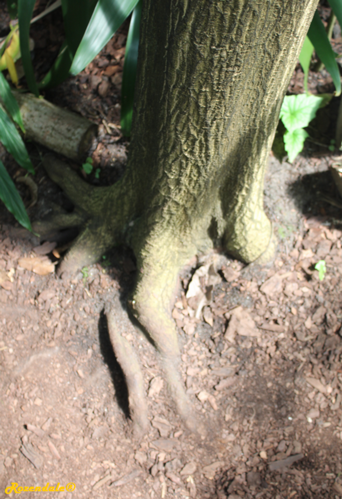 Stem image, , Utrecht, Netherlands, 2018-07-29, Monodora myristica - Calabash nutmeg