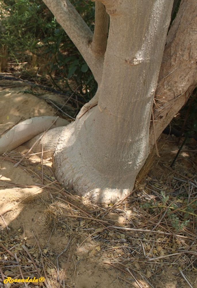Stem image, Maarten Rozendale, Be'er Milka, Israel, Israel, 2016-08-10, Moringa oleifera - Moringa