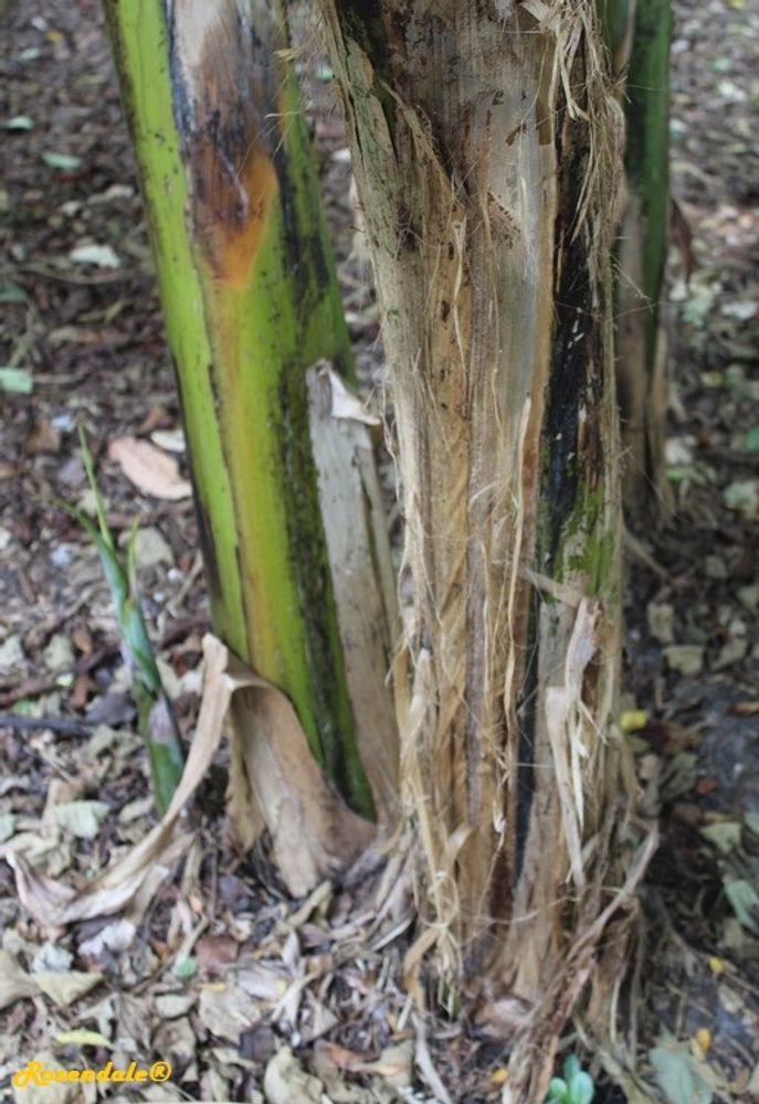 Stem image, , Coral Gables, United States, 2016-11-19, Musa var. praying hands - Banana tree