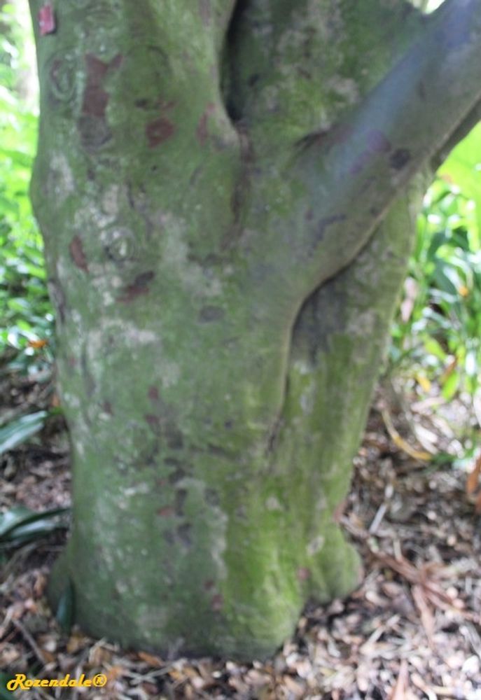 Stem image, , Harry P Leu, United States, 2016-11-15, Nageia nagi - Nagi