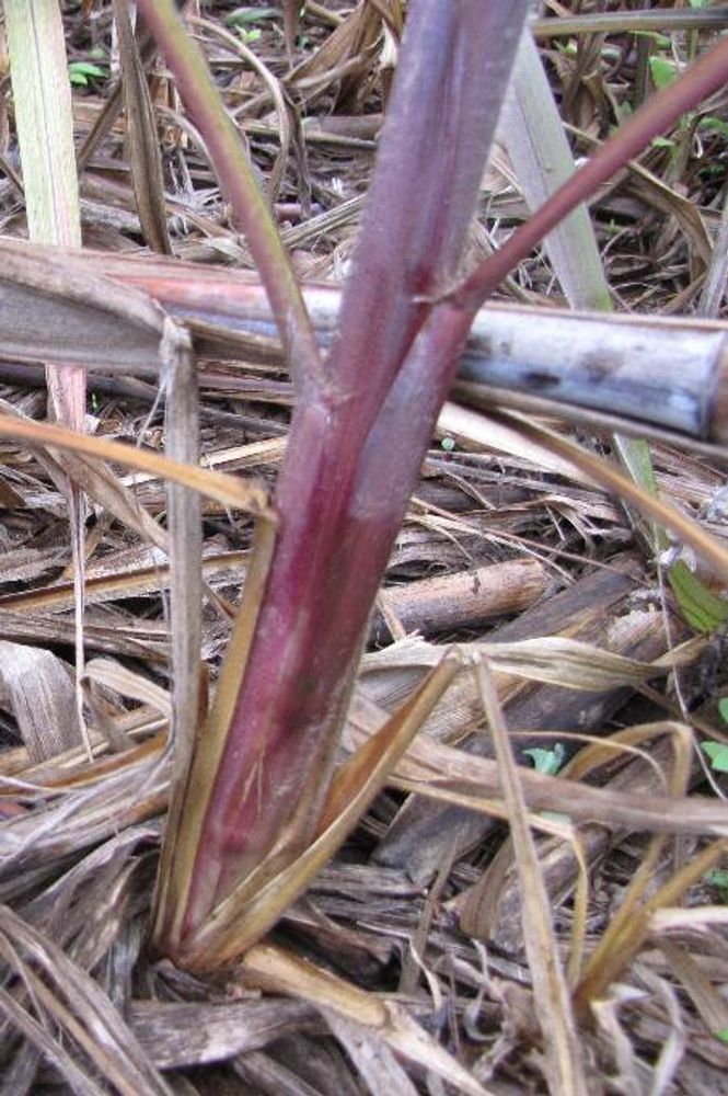 Stem image, , Unknown, Israel, 2012-06-19, Pennisetum purpureum - Napier grass