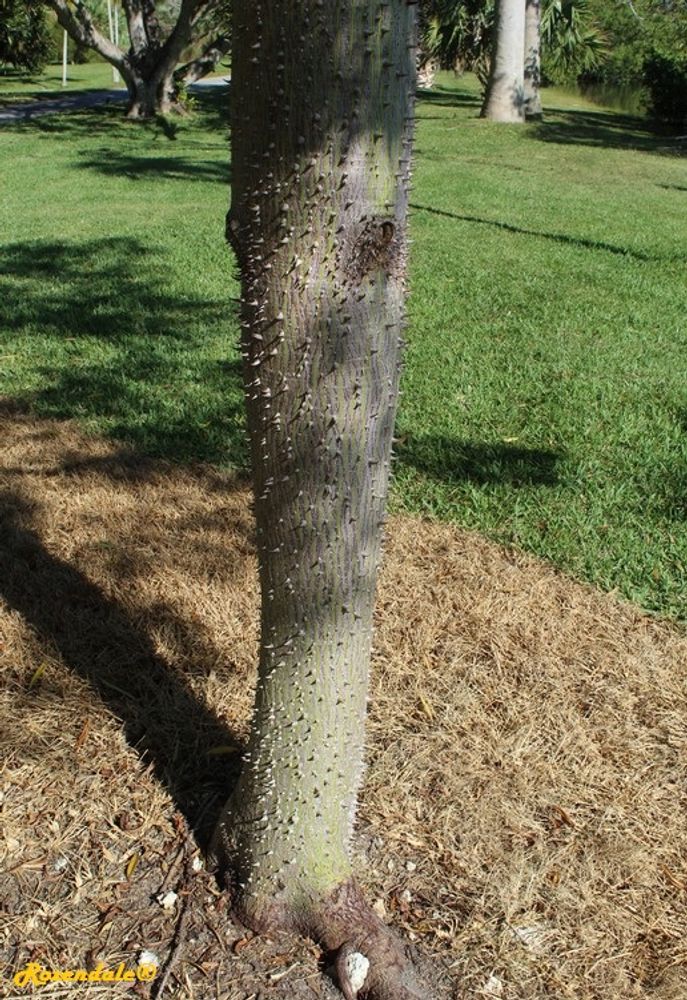 Stem image, , Coral Gables, United States, 2016-11-20, Neobuchia paulinae - Mapou