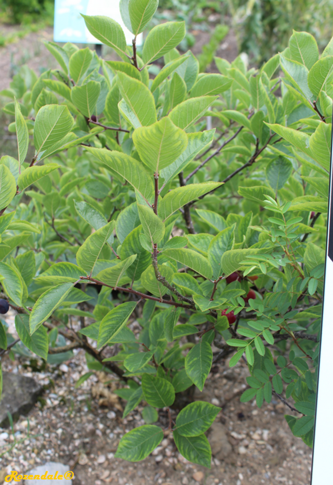 Stem image, , Utrecht, Netherlands, 2018-07-29, Nicotiana sylvestris - South American tobacco