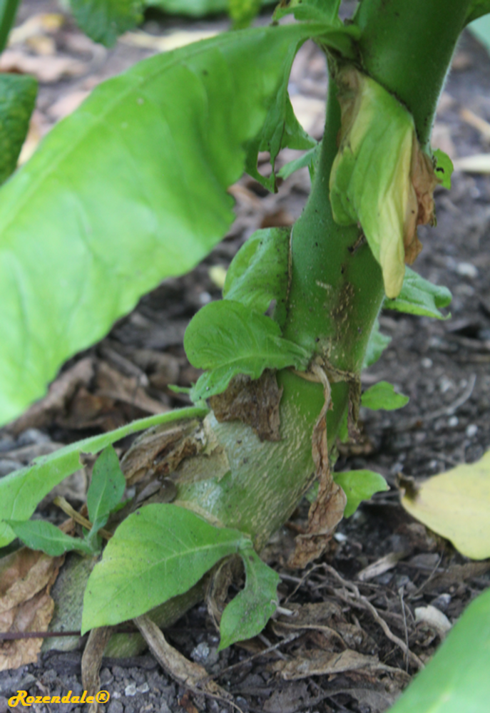 Stem image, , Utrecht, Netherlands, 2018-07-29, Nicotiana tabacum - Tobacco