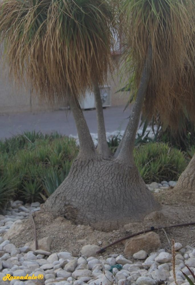 Stem image, , Sdeh Boker, Israel, 2016-08-10, Nolina recurvata - Ponytail palm