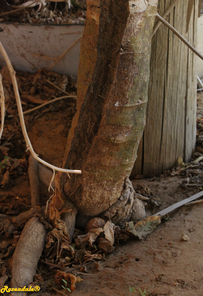 Stem image, , Be'er Milka, Israel, Israel, 2017-10-29, Passiflora edulis - Purple passion fruit