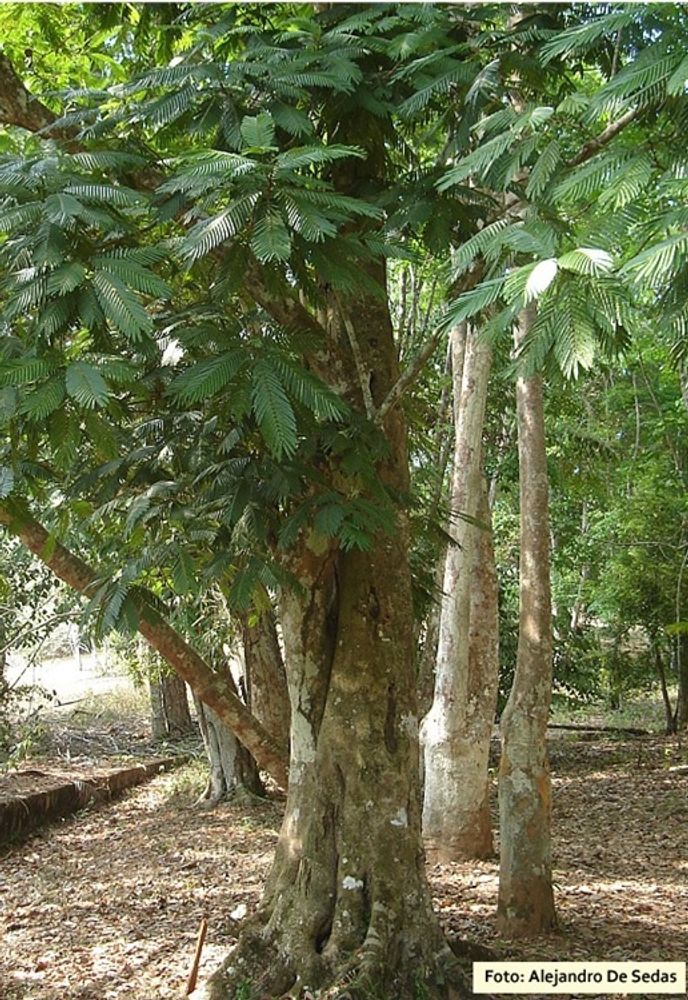 Stem image, , , , 2017-04-16, Pentaclethra macroloba - Fine leaf tree