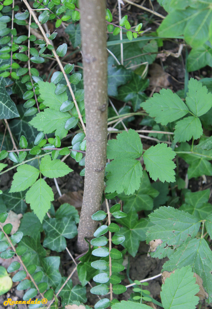 Stem image, , Utrecht, Netherlands, 2018-07-29, Phellodendron amurense - Amur cork