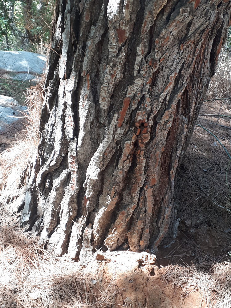 Stem image, , , , 2018-09-22, Pinus halepensis - Aleppo pine
