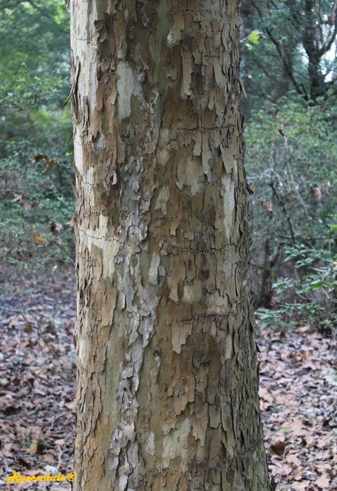 Stem image, , Harry P Leu, United States, 2016-11-15, Platanus occidentalis - American sycamore