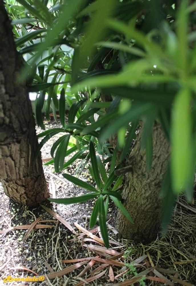Stem image, , Horticus Leiden, Netherlands, 2017-08-17, Podocarpus macrophyllus - Japanese podocarpus