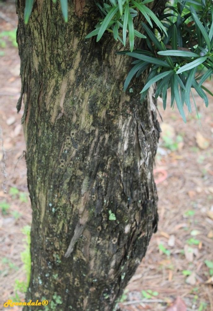 Stem image, , Harry P Leu, United States, 2016-11-15, Podocarpus macrophyllus - Japanese podocarpus