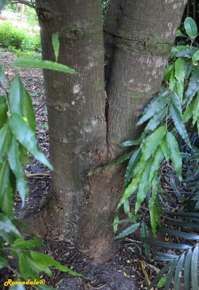 Stem image, , Coral Gables, United States, 2016-11-20, Polyalthia longifolia - False ashoka