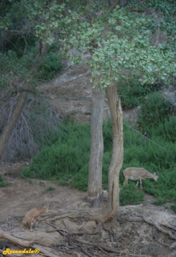 Stem image, , Ein Avdat, Israel, 2010-05-15, Populus euphratica - Indian poplar