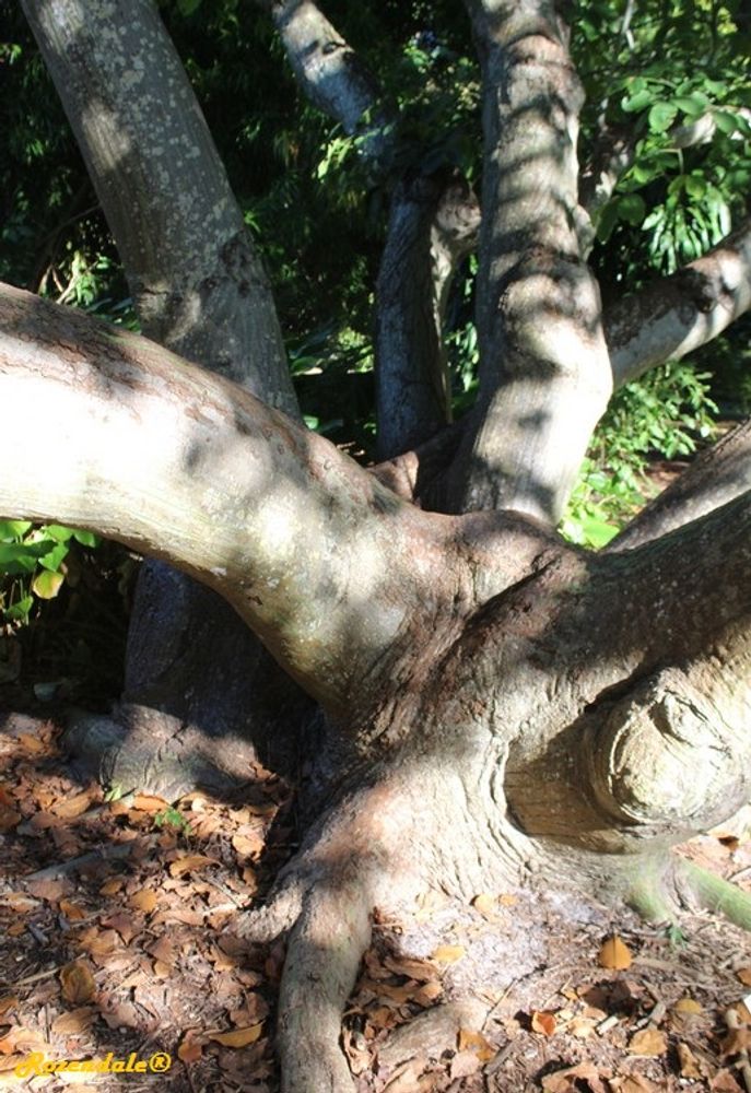 Stem image, , Coral Gables, United States, 2016-11-20, Pseudobombax ellipticum - Amapolla