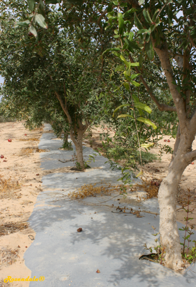 Stem image, Maarten Rozendale, Be'er Milka, Israel, Israel, 2011-09-21, Punica granatum - Pomegranate