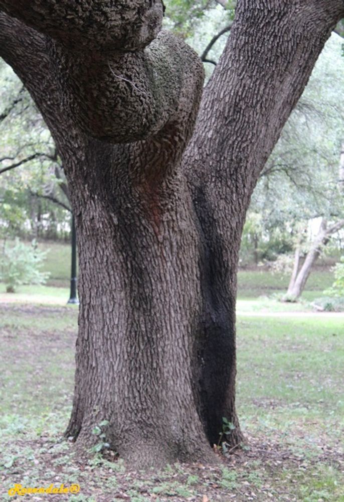 Stem image, Maarten Rozendale, Fort Worth, United States, 2016-11-08, Quercus virginiana - Southern live oak