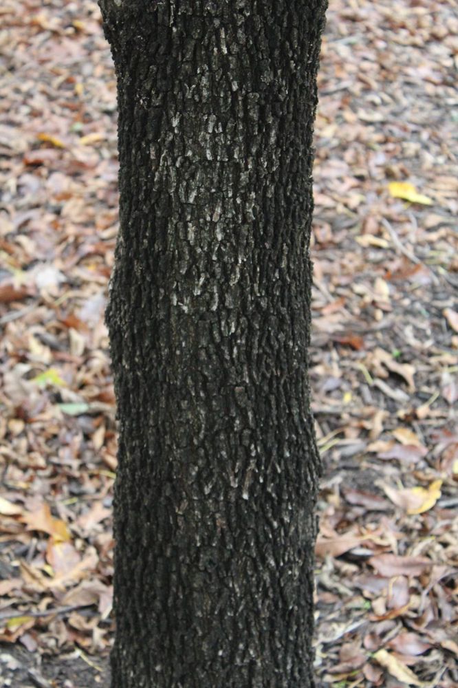 Stem image, Maarten Rozendale, Fort Worth, United States, 2016-11-08, Quercus virginiana - Southern live oak